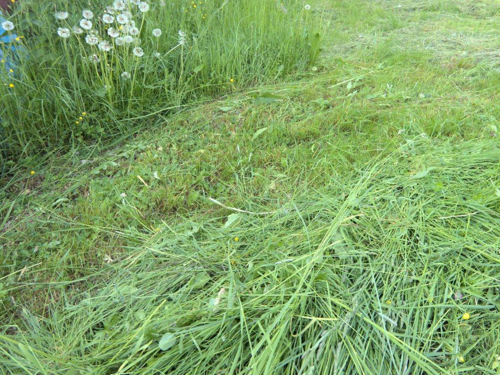 Gemätes Gras